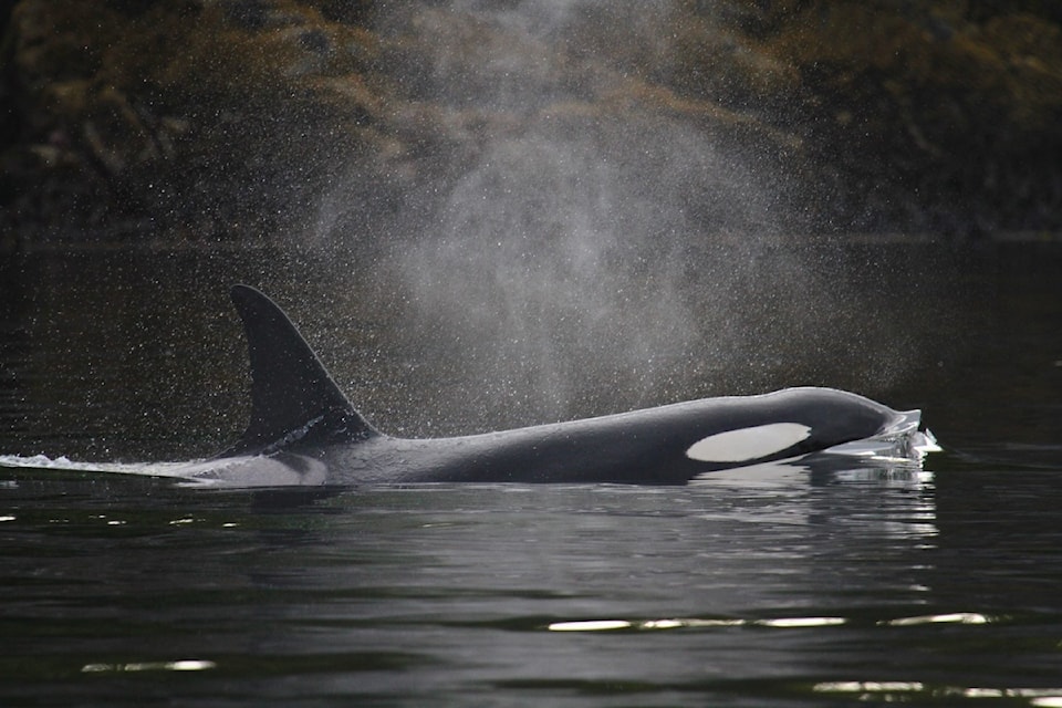240925-crm-whales-return1