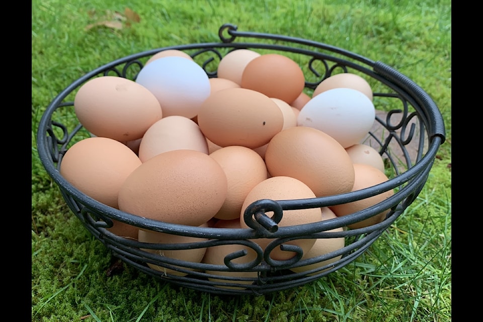 Chickens that have free access to their outdoor pen are considered “free range” (Marion Waters). 