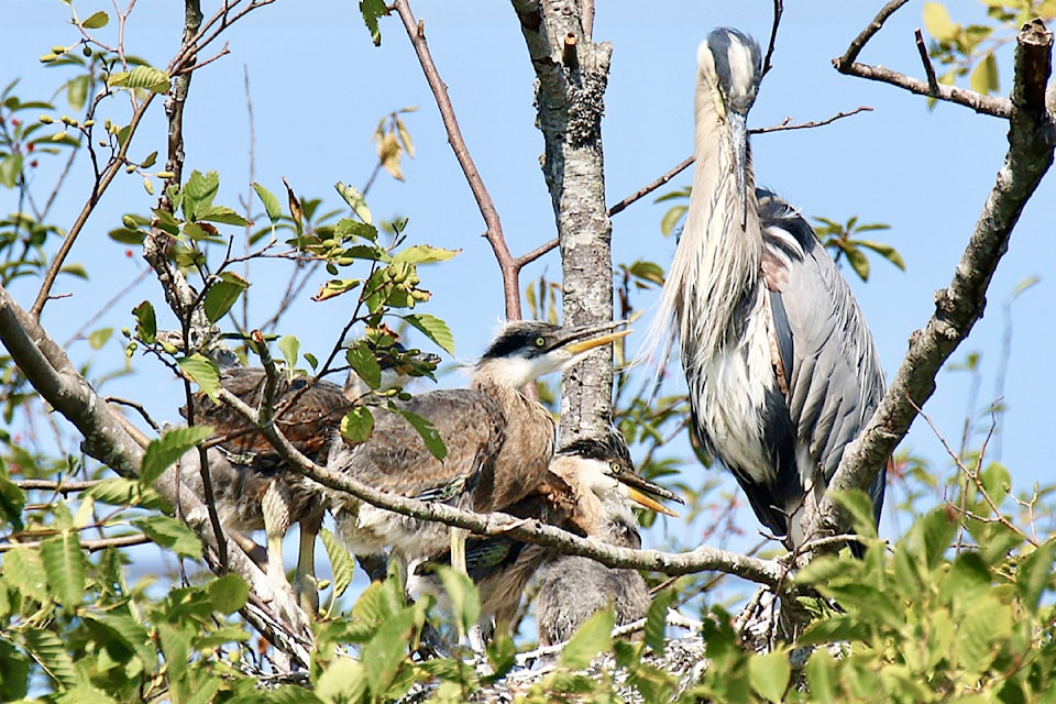 heron-nest