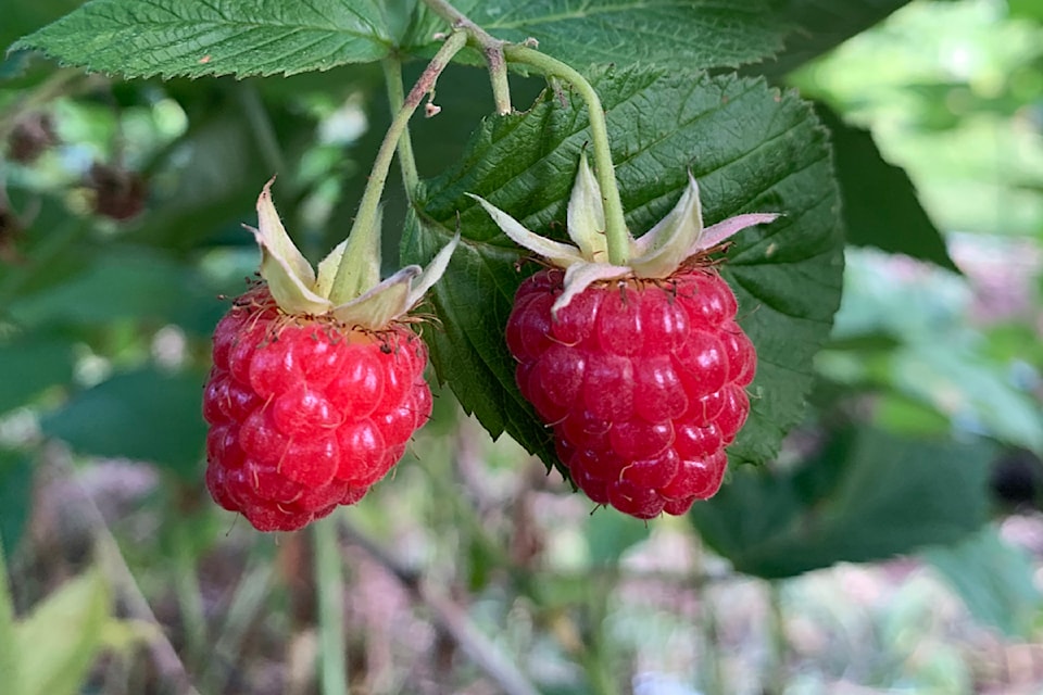 raspberries