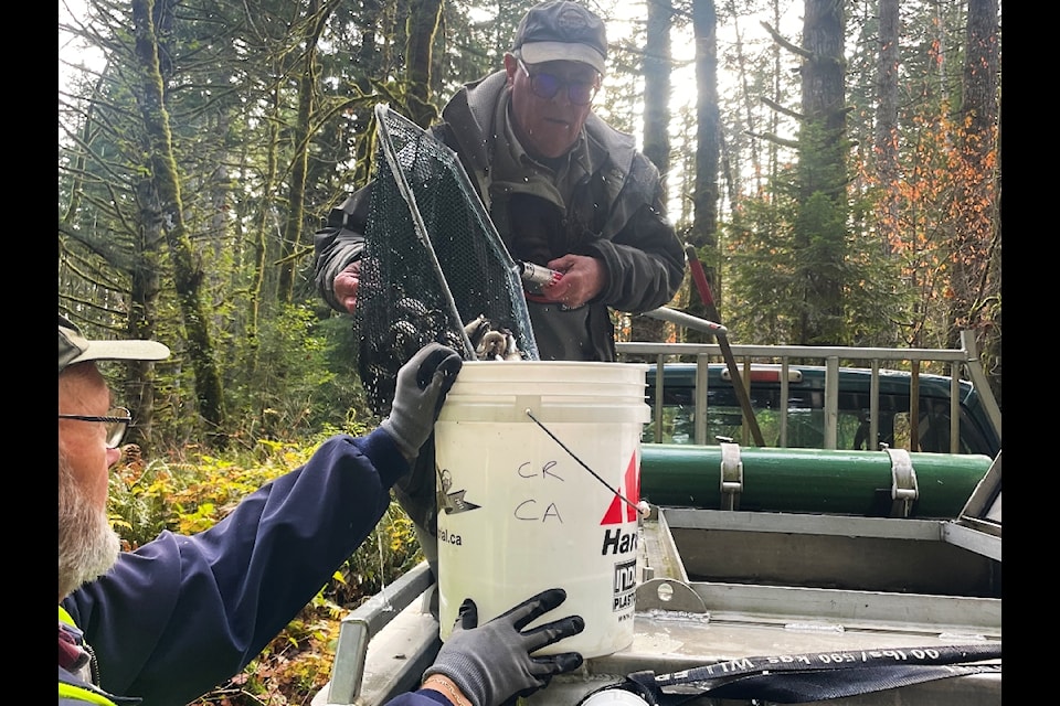Since 2008, wild coho populations in the creek are consistently higher than hatchery-raised ones. 