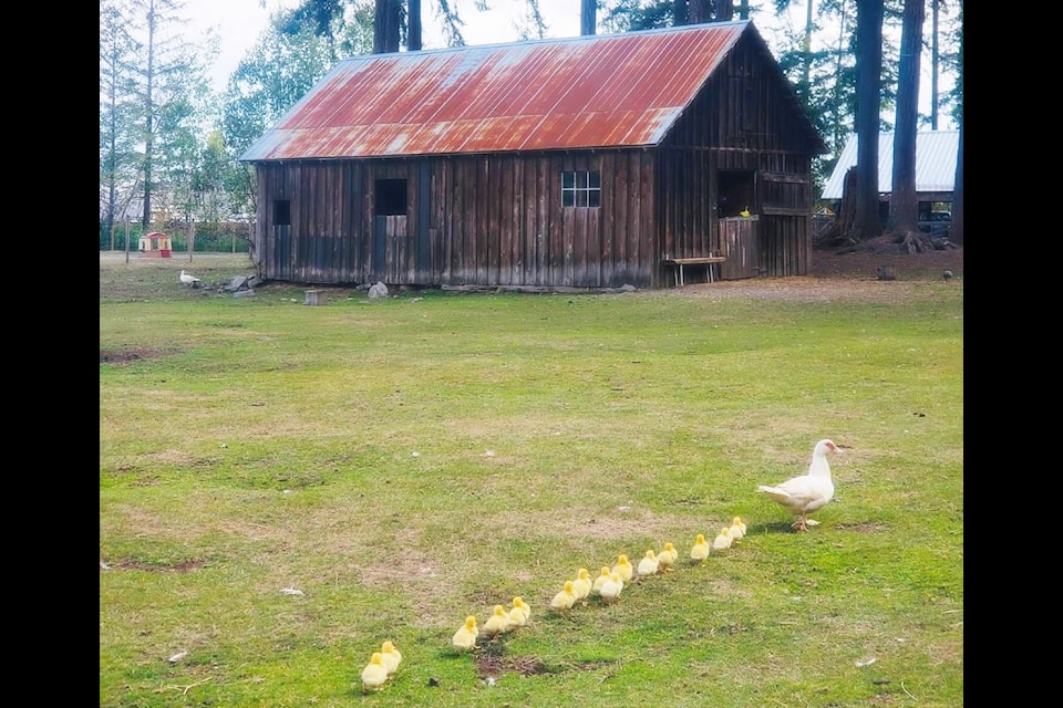 Some of the chickens at Holy Hill Farm.
