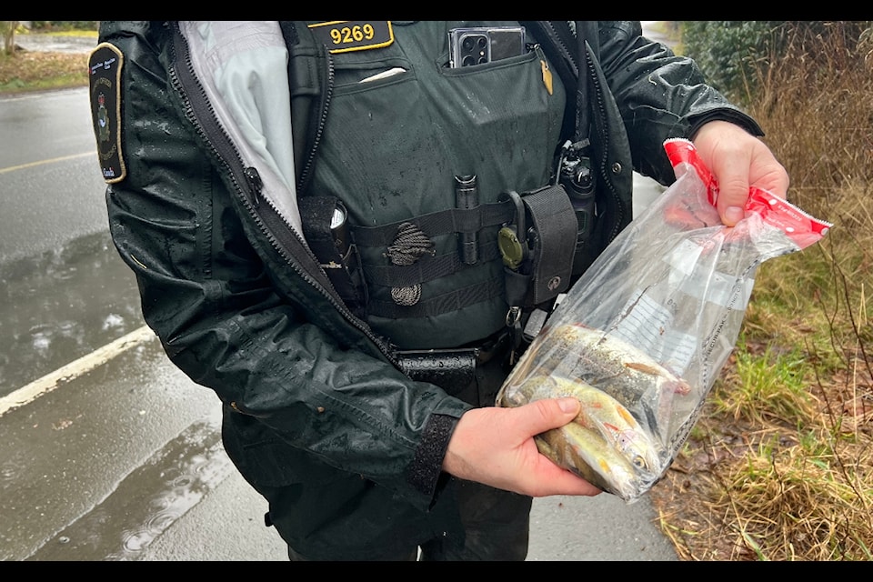 DFO fishery officer Geoff Thorburn holds up the dead Cutthroat Trout and juvenile salmon that were found dead in Larwood Creek. He said the public should be careful to ensure that harmful substances don't wash into fish-bearing creeks.