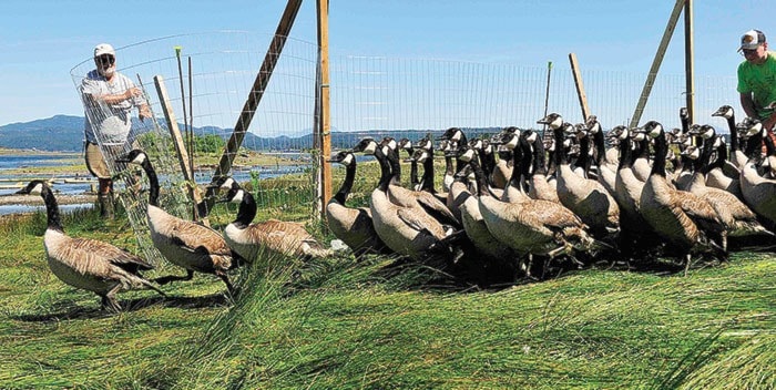 10968campbellriverGeese-banding-Surplus