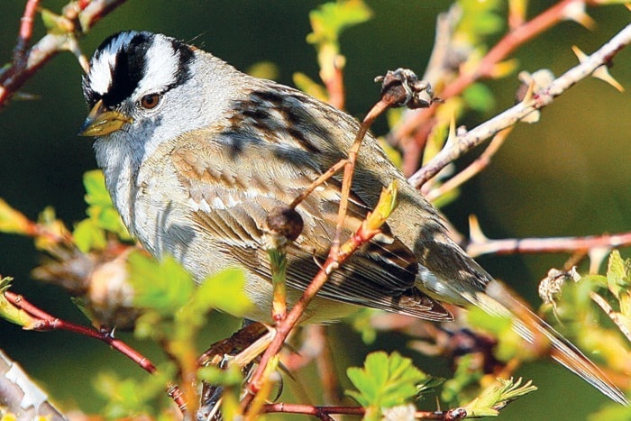 14232campbellriverWhite-crownedsparrow1