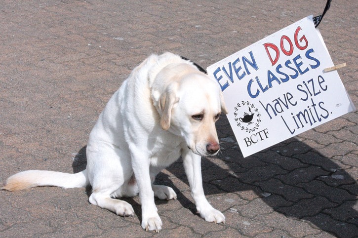 20099campbellriverprotestdog