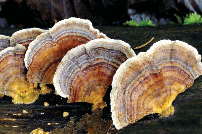 25659campbellriverTurkeyTails