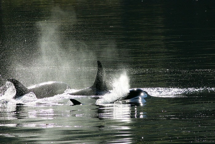 27902campbellriverwhales