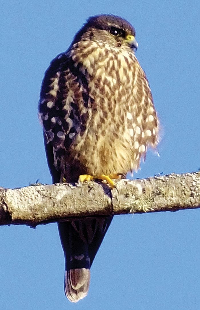 30831campbellriverBKMerlin