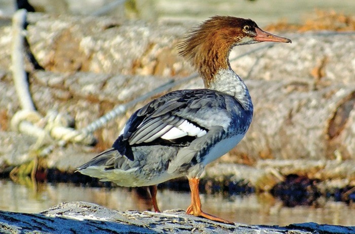 35494campbellrivermerganser