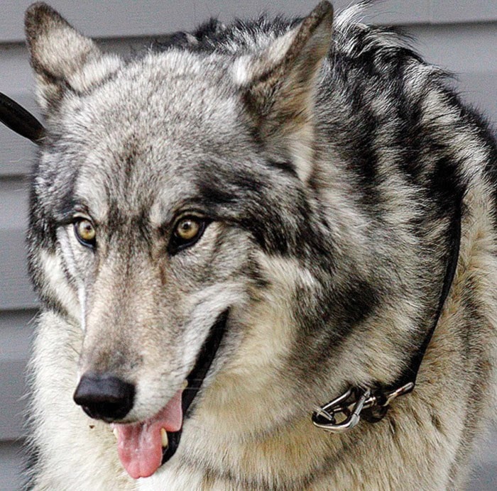 44882campbellriverwolfdog