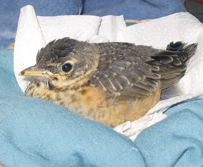 54710campbellriverbabyrobin