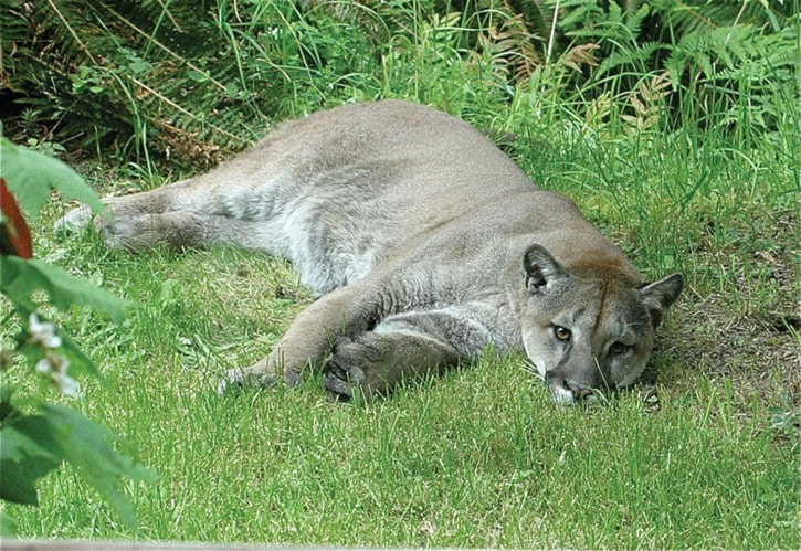 60483campbellrivercougar-Brandt