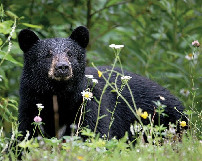 64000campbellriverBlackBear