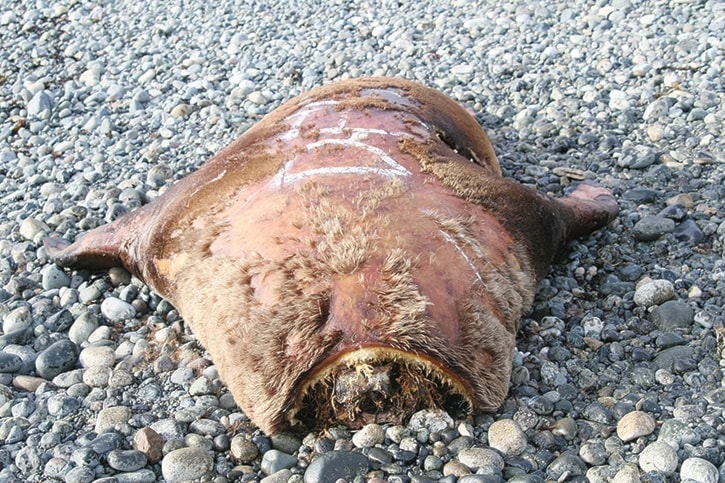 64368campbellriverdeadsealion2