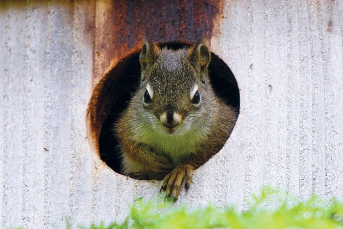 80264campbellriverJuv.redsquirrel