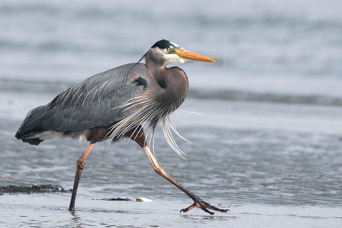 88641campbellriverGreatBlueHeron