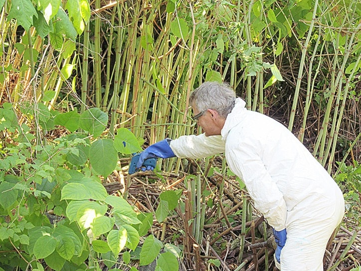 8938campbellriverknotweed-sellentin