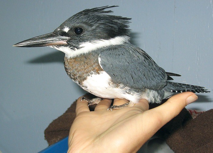 Belted kingfisher's raucous call is unmistakable - Campbell River