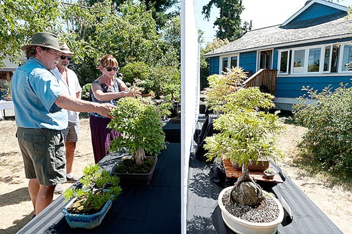 9011campbellriverbonsai-show-stefanyk-jr