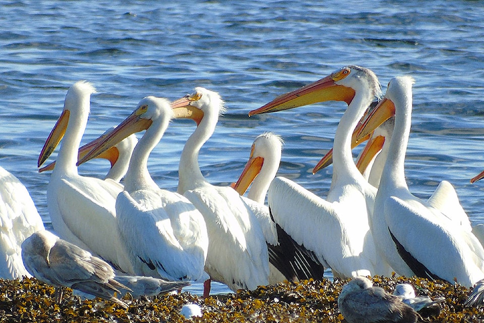 web1_copy_170607-CRM-pelicans