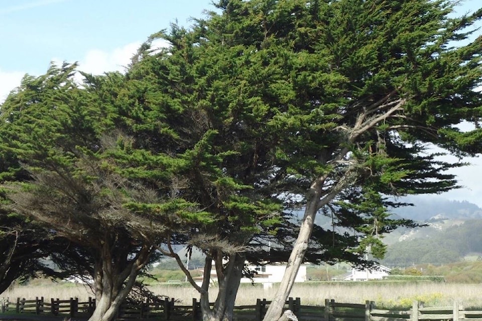 web1_170523-BPD-M-Wind_blown_trees_near_Pacific_Ocean