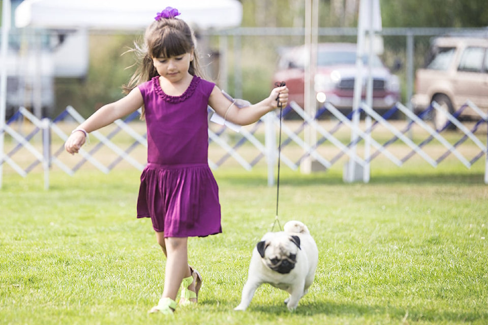The Campbell River Dog Fanciers Society held their annual Dog Show over the weekend. Above, Anastacia Rounis, 5, presented a pug. Photos by Jocelyn Doll/
