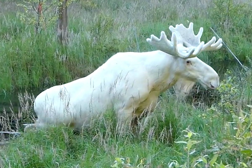 8116941_web1_White-Moose