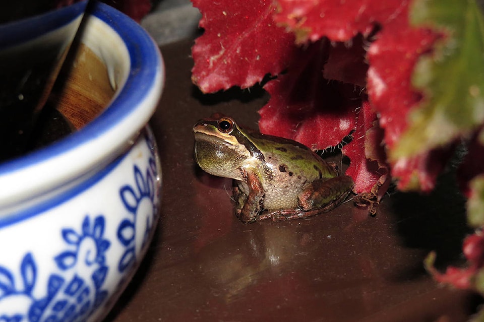 8656973_web1_170928-CVR-C-Duchessfrog