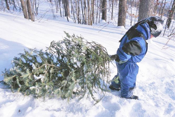 get-your-christmas-tree-cutting-permits-campbell-river-mirror