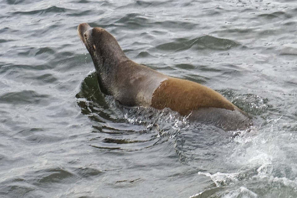 9825237_web1_Sea-lion--7