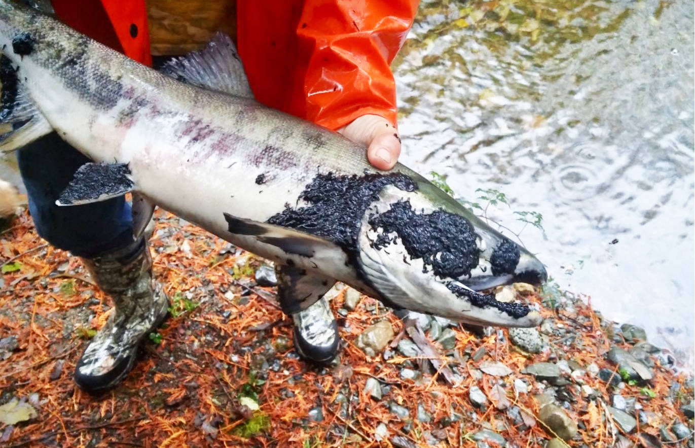 Dead, leech-covered salmon worry stream watchers on Quadra - Campbell River  Mirror