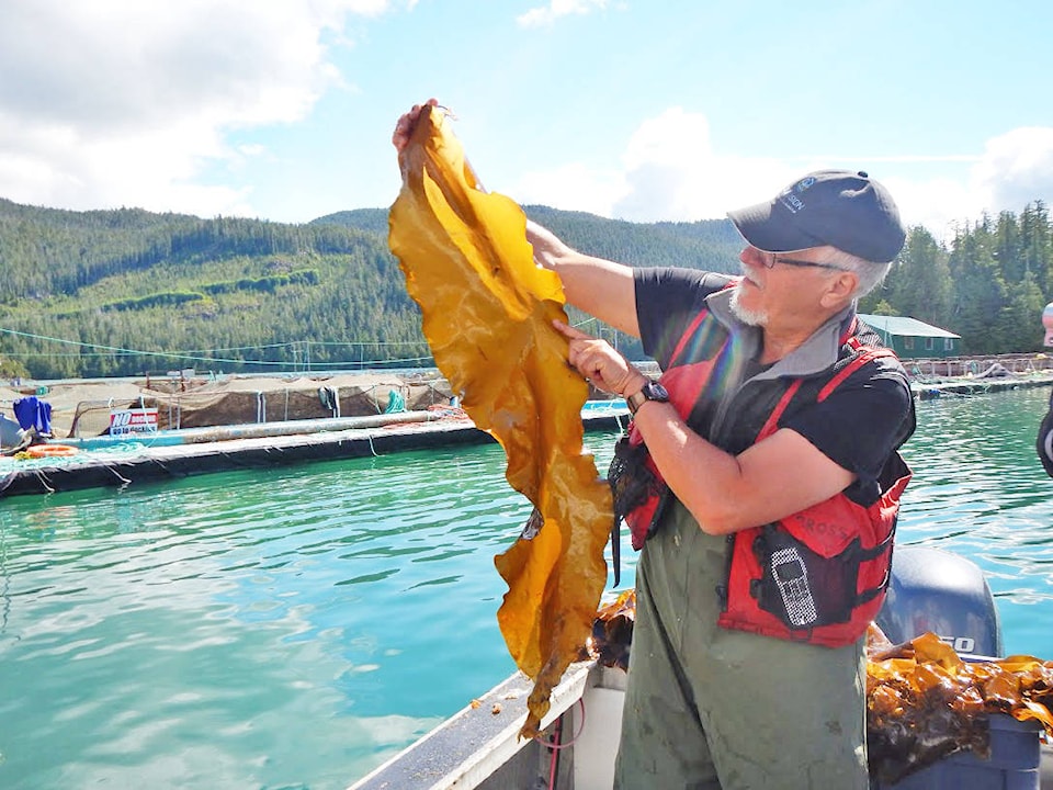 10920224_web1_Dr-Stephen-CROSS-kelp2