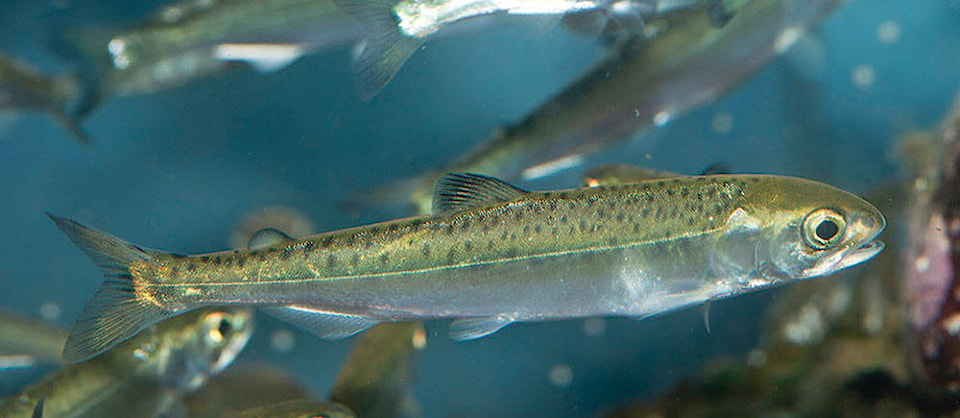 11287757_web1_Chinnok-Salmon-smolt