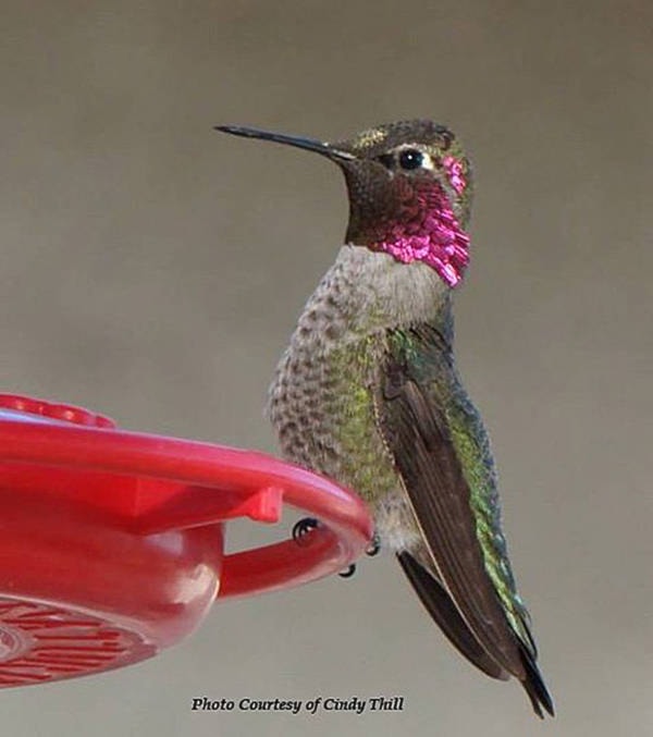12244380_web1_180608-CRM-hummingbird-feeders