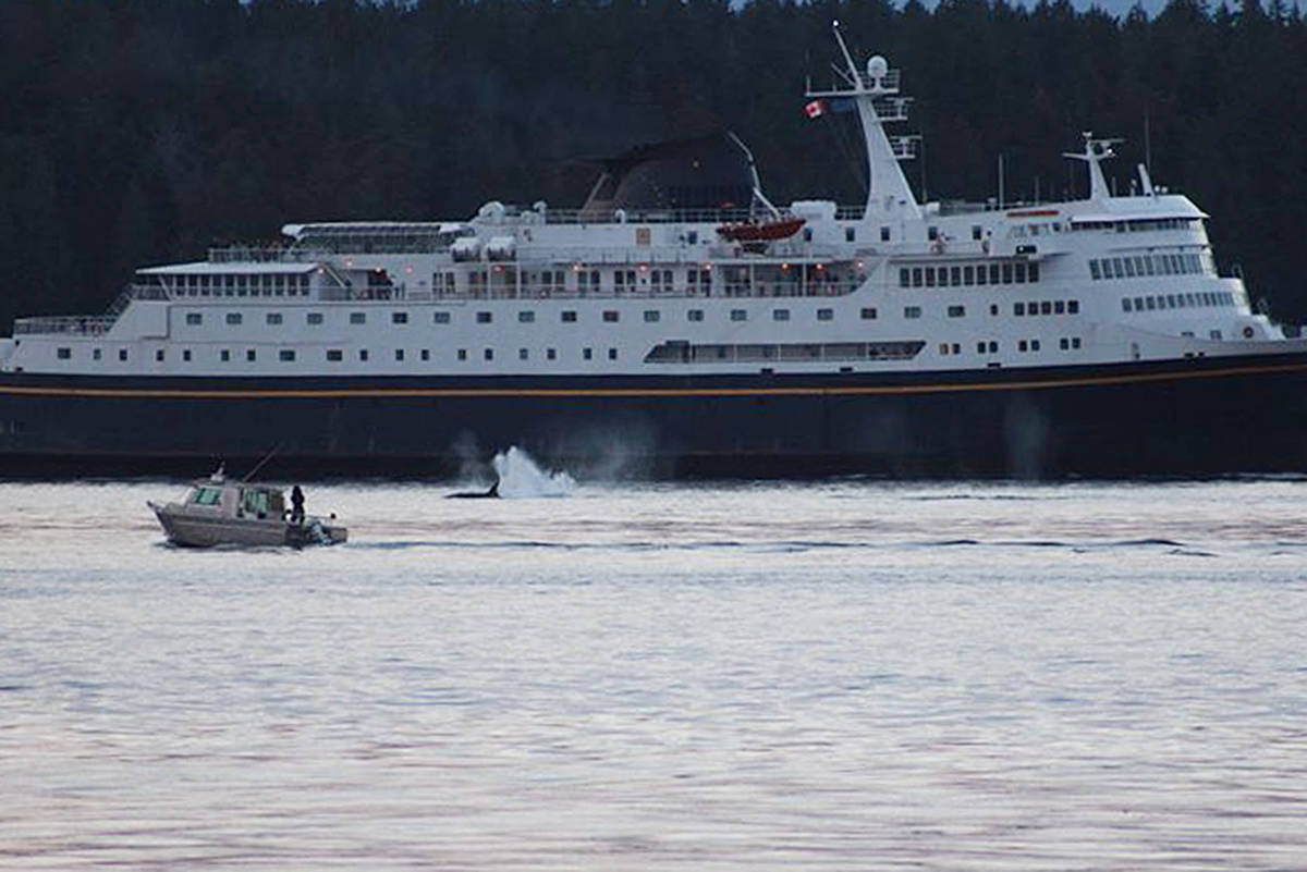 12340363_web1_180615-CRM-killer-whales-cruise-ship