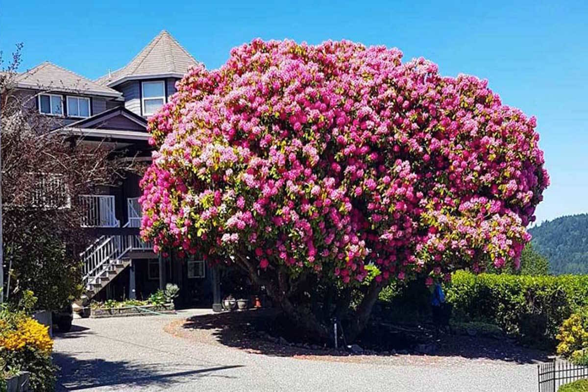 Still hope for famous Ladysmith rhododendron after wind storm