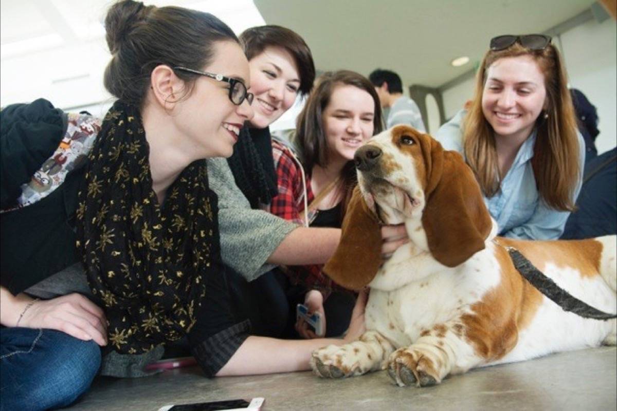 Basset hound therapy deals dog