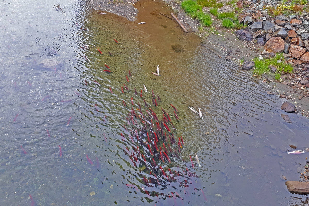 Wild salmon council calls for immediate actions to increase B.C.’s wild salmon Campbell River