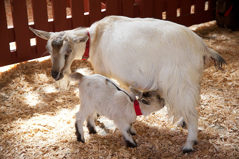 16678848_web1_190502-VNE-Goats