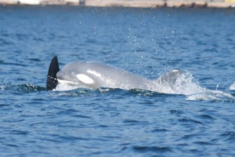 17067220_web1_190604-WhaleWatchers-WhiteWhale