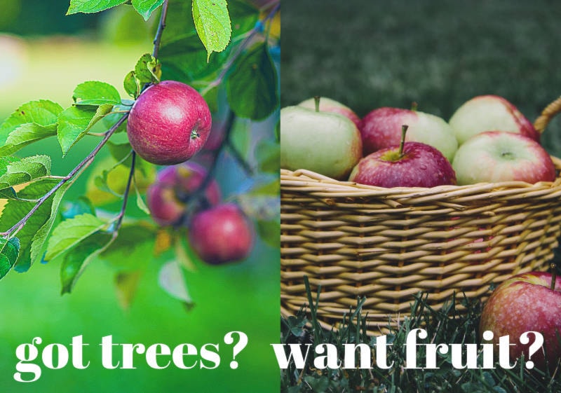 17157758_web1_Fruit-Tree-Program
