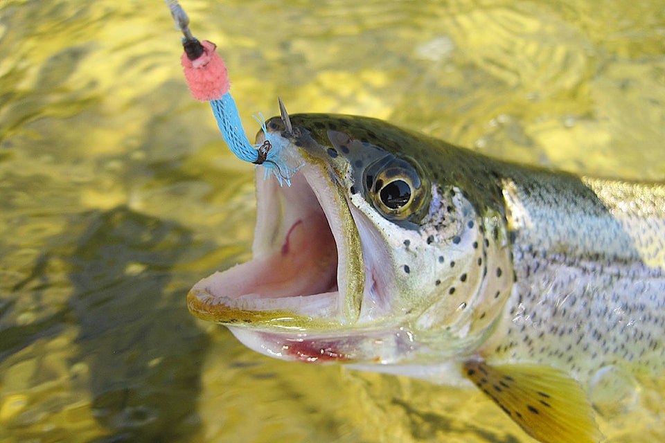 17158518_web1_180216-CRM-hooked-trout