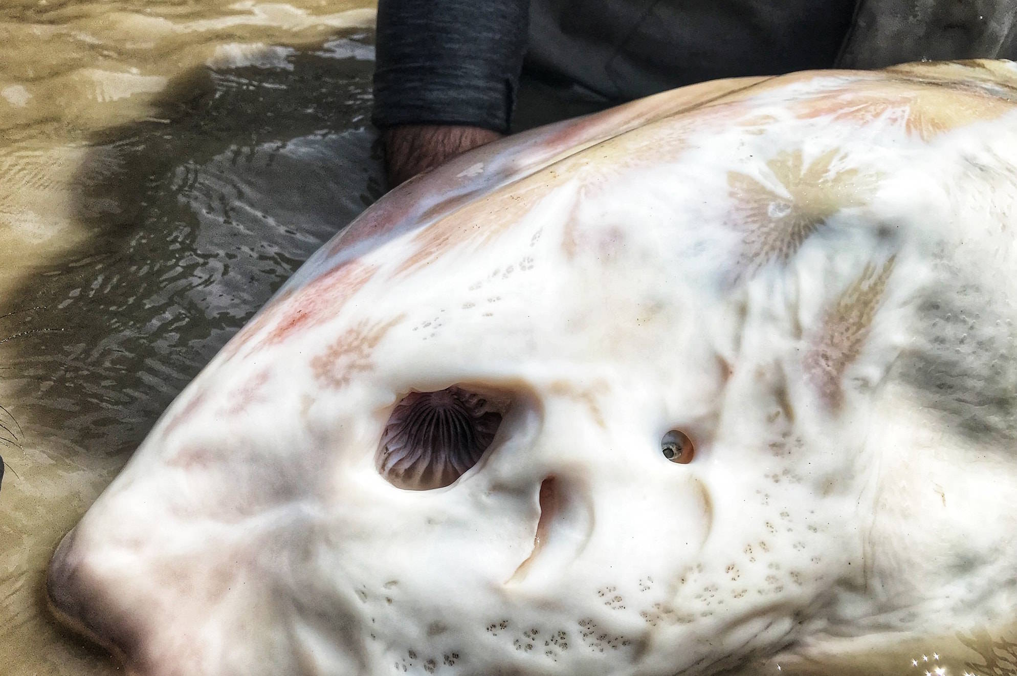 Albino sturgeon with freakishly large nostrils reeled in from