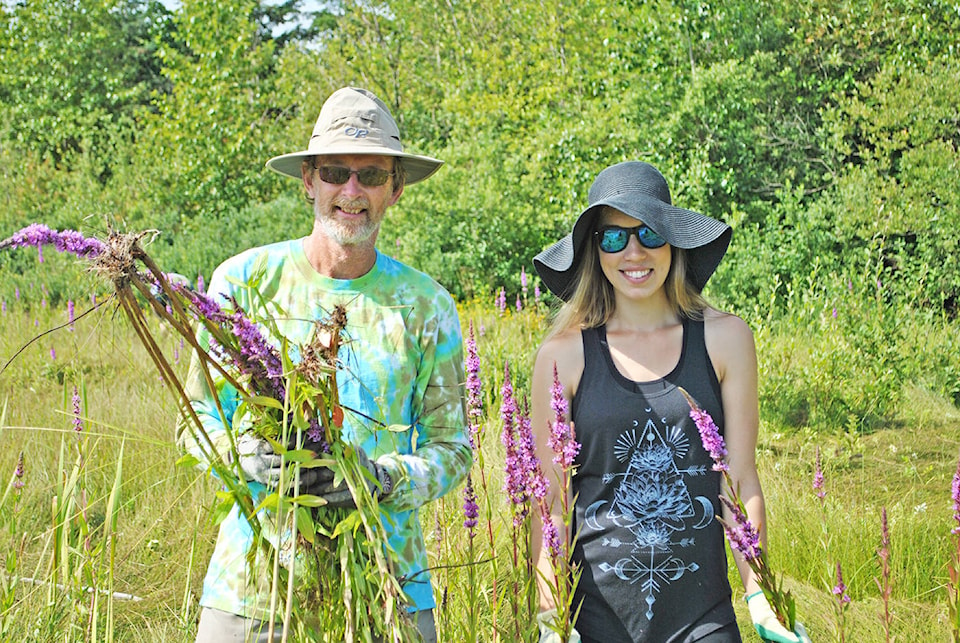 17947106_web1_Greenways-Purple-Loosestrife