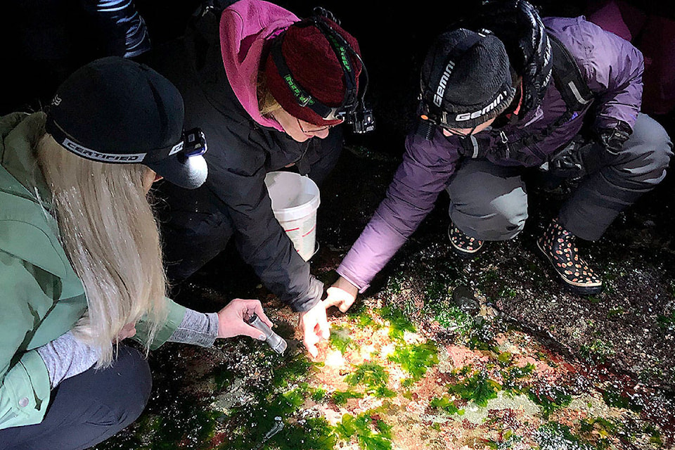 North Island College biology instructor and Greenways Land Trust president Sandra Milligan (centre) led a midnight low tide walk on Willow Point Reef on Friday the 13th. Approximately 15-20 people showed up to take in the walk after it was organized simply from a Facebook post. Alistair Taylor photo