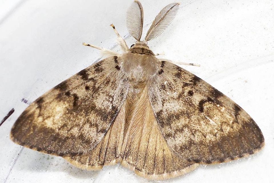 19932811_web1_gypsy-moth-for-gps