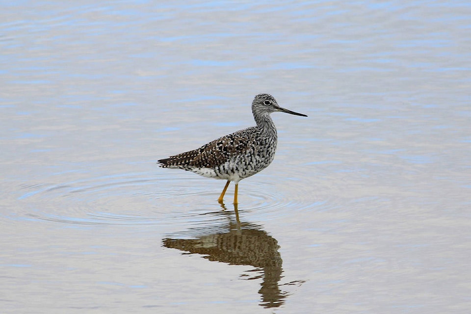 20115848_web1_200106-CRM-yellowlegs