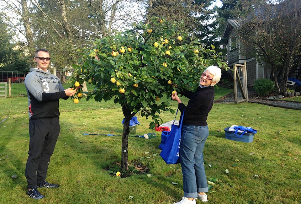 20140610_web1_Greenways-Quince-harvest