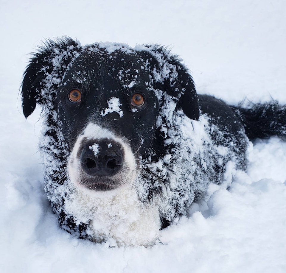 20175550_web1_Penny-the-dog-in-the-snow